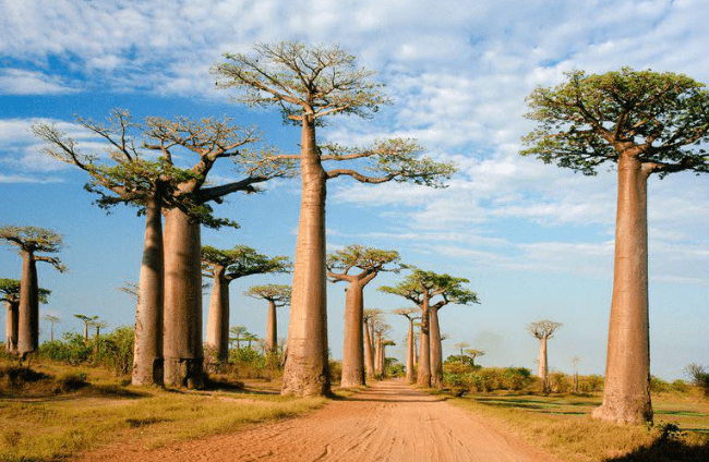Lémur & Baobab 09 J 