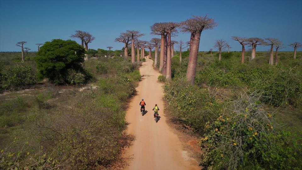 Lémur & Baobab 09 J 